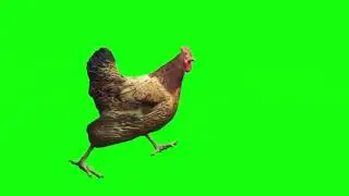 Green screen - Rooster & Pets