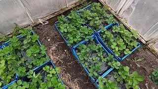 Полуниця у ящиках плюси і мінуси