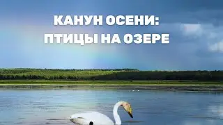 Канун осени: птицы на озере