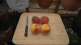 Comparison of the Messina and Baby Crawford Peach (9-11-21)