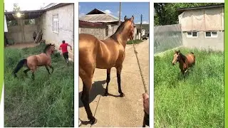 Золотого привел к другу. Дагестан.