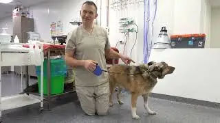 3 недели после удаления новообразования мозжечка