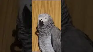 ... что ты им порассказала?..