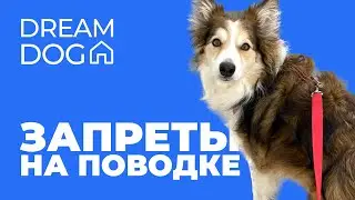 Запреты на поводке 🐶 Отучить собаку подбирать с земли на улице 🐕 Научить щенка команде Нельзя, Фу 🐩