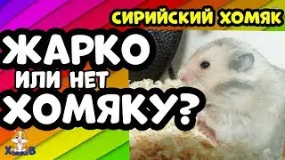 СИРИЙСКИЙ ХОМЯК.ЖАРКО ИЛИ НЕТ ХОМЯКУ?