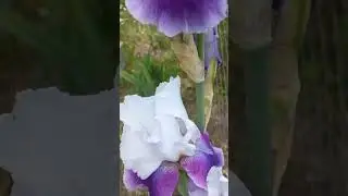 цветочки #цветы #дом #огород #дачныйдомик #рассада