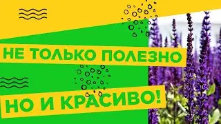 ШАЛФЕЙ ДУШИСТЫЙ!!!
