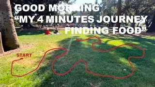 How cute hungry Squirrel’s find his food? - pattern of his path or journey - travel path