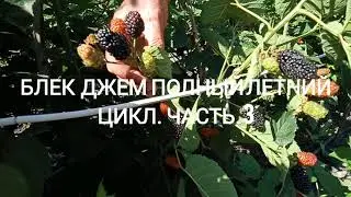 БЛЕК ДЖЕМ ПОЛНЫЙ ЛЕТНИЙ ЦИКЛ, часть 3
