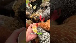 Egg-citing New Breakfast Idea: Goose Eggs For Chickens! 