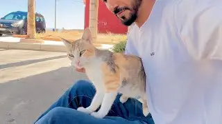 This adorable calico cat sits on my lap and talks to me with a meow like a cry.