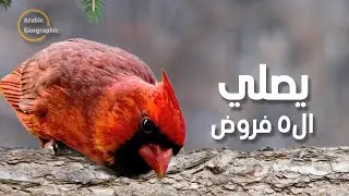 طائر الكاردينال يصلي الفروض الخمسة ولا يطير يوم الجمعة