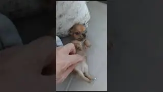 HIJA DE KIMBO CHIHUAHUA APPLE HEAD LINEA DE MEXICO 🇲🇽