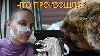 What happened to the dog? Watch until the end.