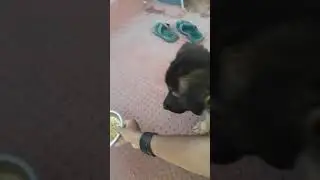 My German Shepherd puppy Food permission