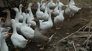 Сколько места нужно гусям? Переселяю гусей.
