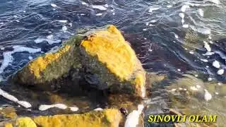 КИШЛОГИМНИ БУЮК ЧИНОРИДАН АЙРИЛИБ КОЛДИК ДУОГУЙИМИЗ ЭНДИ ЙУКЛАР