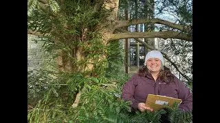 Lunchtime Tour: The Pinetum - Part 2