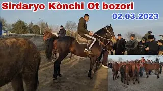 Sirdaryo Kònchi Ot bozori 02.03.2023