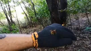 Укус Шершня. Шершни Из Гнезда Атакуют Мою Руку, Укусы Шершней. Гнездо Шершней.31.08.2021 г Часть № 1