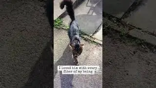 Cat gets excited to see it’s human