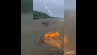 Лисы  в природе Близко ищут еду - Всё хочу на свете знать !