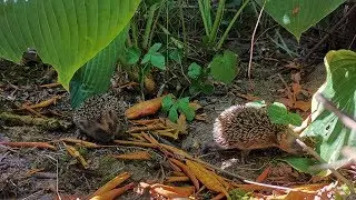 Дача как хобби. Колючая семья ))