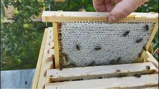 13. A bee colony that came out of winter on a single half-frame. Part two.
