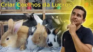 Criar Coelhos da Lucros?