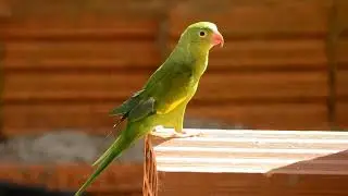 No Copyright Nature Video | Copyright Free Nature Video - NCF_HD_1080p
