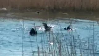 Драка уток!