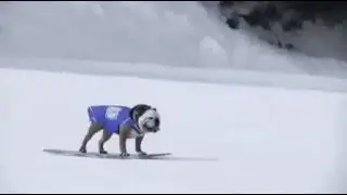 Собака на сноуборде