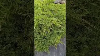 Мои хвойники.Колекцию пополняю.