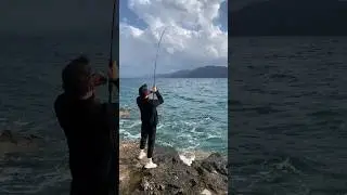 Gökova - Akyaka Balık Avı . Kıyıdan Kuzu Avı #balık #balıkçı #lrf #amberjack