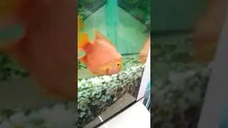 Аквариумные рыбки