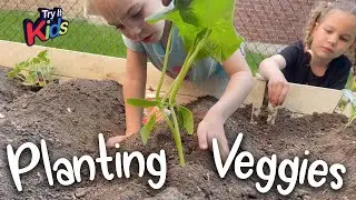 Planting Home Vegetable Garden  -  Kids Plant Garden At Home  -  Grow Your Own
