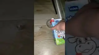 Приручаем кошку! День 11. Ужин.