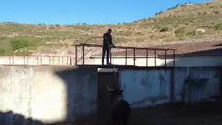 Desencajonamiento encierro Brihuega 2024