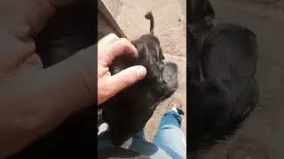 Antes de ir trabalhar,papai tem que fazer carinho.