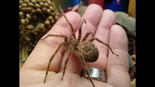 Dark Fishing Spider Adventures - Episode 9