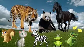 ANIMAL KINGDOM - HORSE, PANDA, TIGER, ELEPHANT, RHINO, LION, MONKEY, CAT..