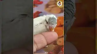🥰🎁UNEXPECTED GIFT FROM SUBSCRIBER😍எதிர்பாக்காத பரிசு💥🎁.... #birds #aquariumpets #lovebirds #chicks
