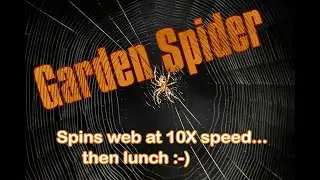 Garden Spider Spins Web - Then Lunch!