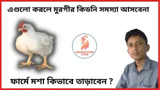 এগুলো করলে মুরগীর কিডনি সমস্যা আসবেনা  | Agriculture