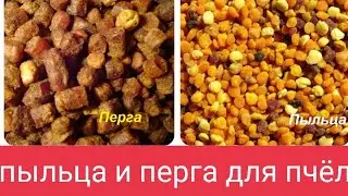 Использование Пчелиной Перги и Пыльцы Пчёлами, Вопросы Кашковскому В.Г.