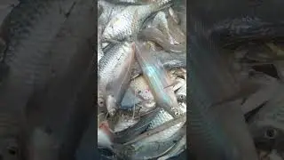 Kuras Ikan di Lahan Sawit
