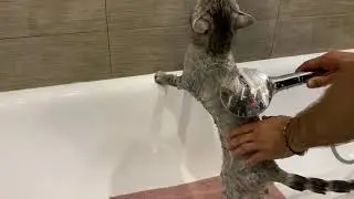 We bathe our Kitty! He meows, but does not run away!