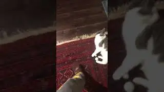 Remi is a Genius Cat!!! [A Soccer Cat/PingPong Cat!]