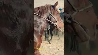 VODIY KO'PKARI TOMOSHA QILING #VODIY_KOPKARI #KOPKARI #KOKPAR #HORSE #HORSES #конь