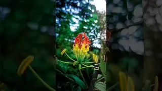 Only lightroom # trending shortes # editlightroom🌸 editing,lightroom photo
